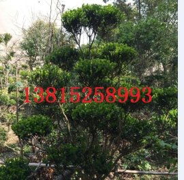 打造苏州诗意栖居 别墅景观设计与庭院绿化施工一站式解决方案